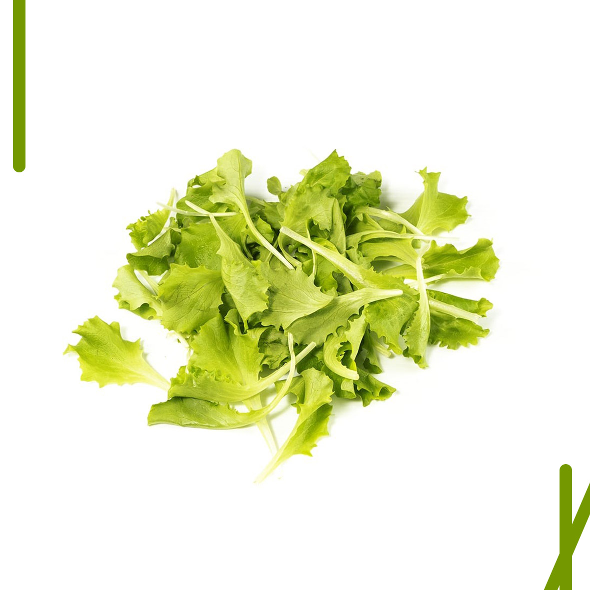 LATTUGHINO VERDE