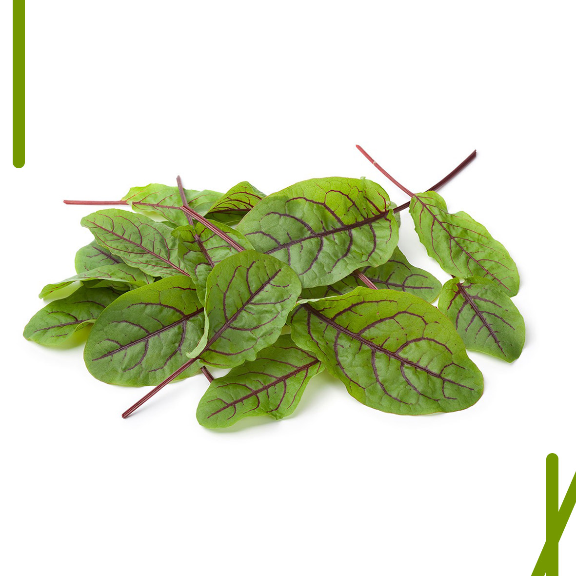 RED RUMEX