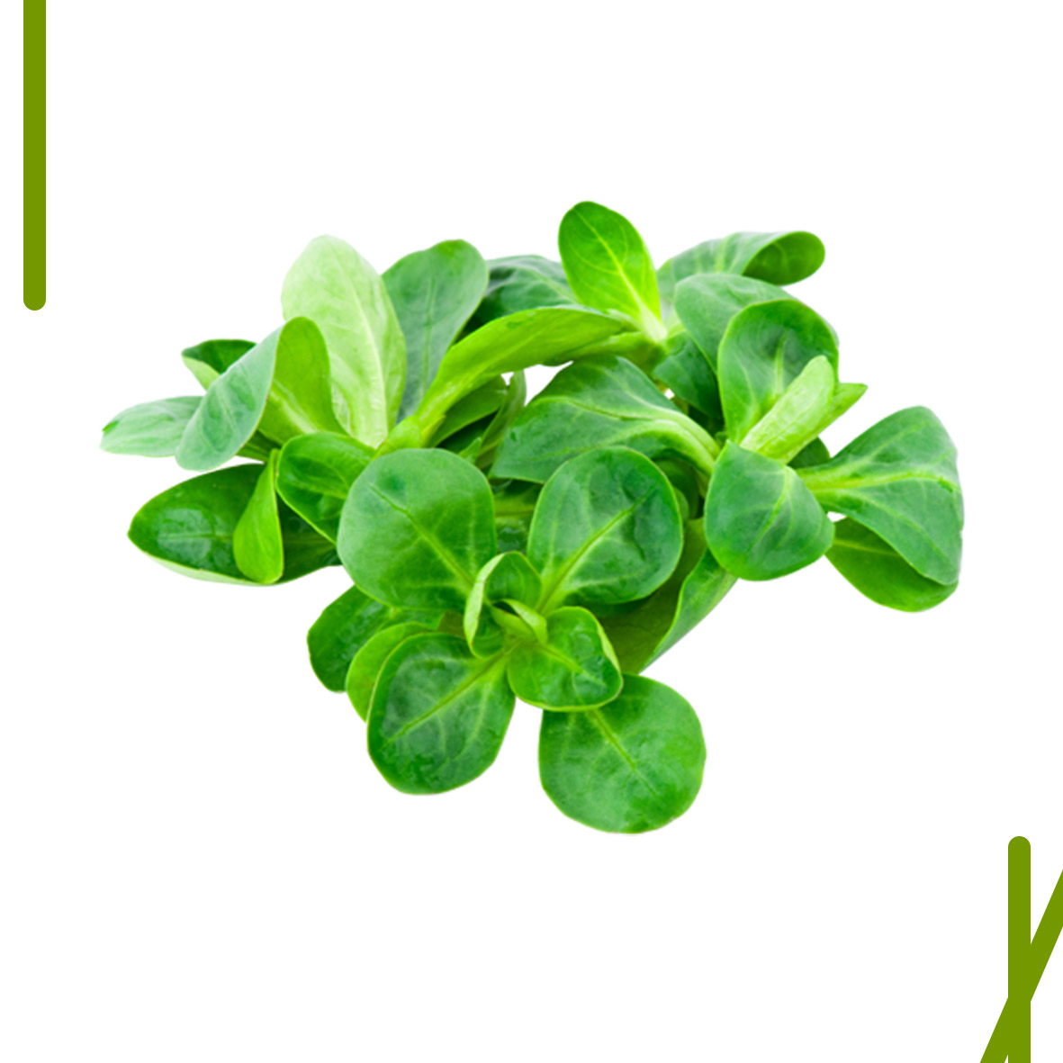 VALERIANA